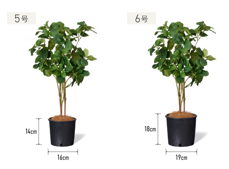 インナーポット5号と6号のサイズ比較、植栽や目隠し・エントランス装飾におすすめ