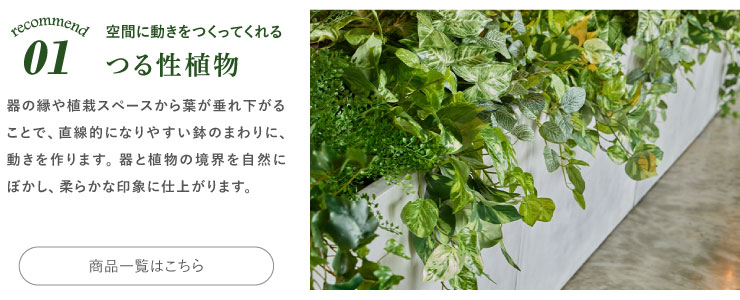 おすすめの下草 垂れ系 つる性植物