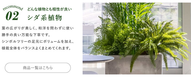 おすすめの下草 シダ系植物